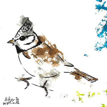 mesange_huppee dessin artisitque, oiseau, dessin oiseau, mésange, mésange huppée, Didier Martin, Lausanne