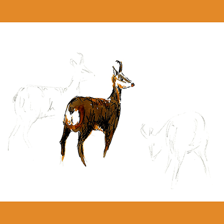 harde_chamois harde, chamois, isard, dessin animalier, Didier Martin, Lausanne