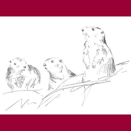 marmottes dessin animalier, marmottes, Didier Martin, Lausanne